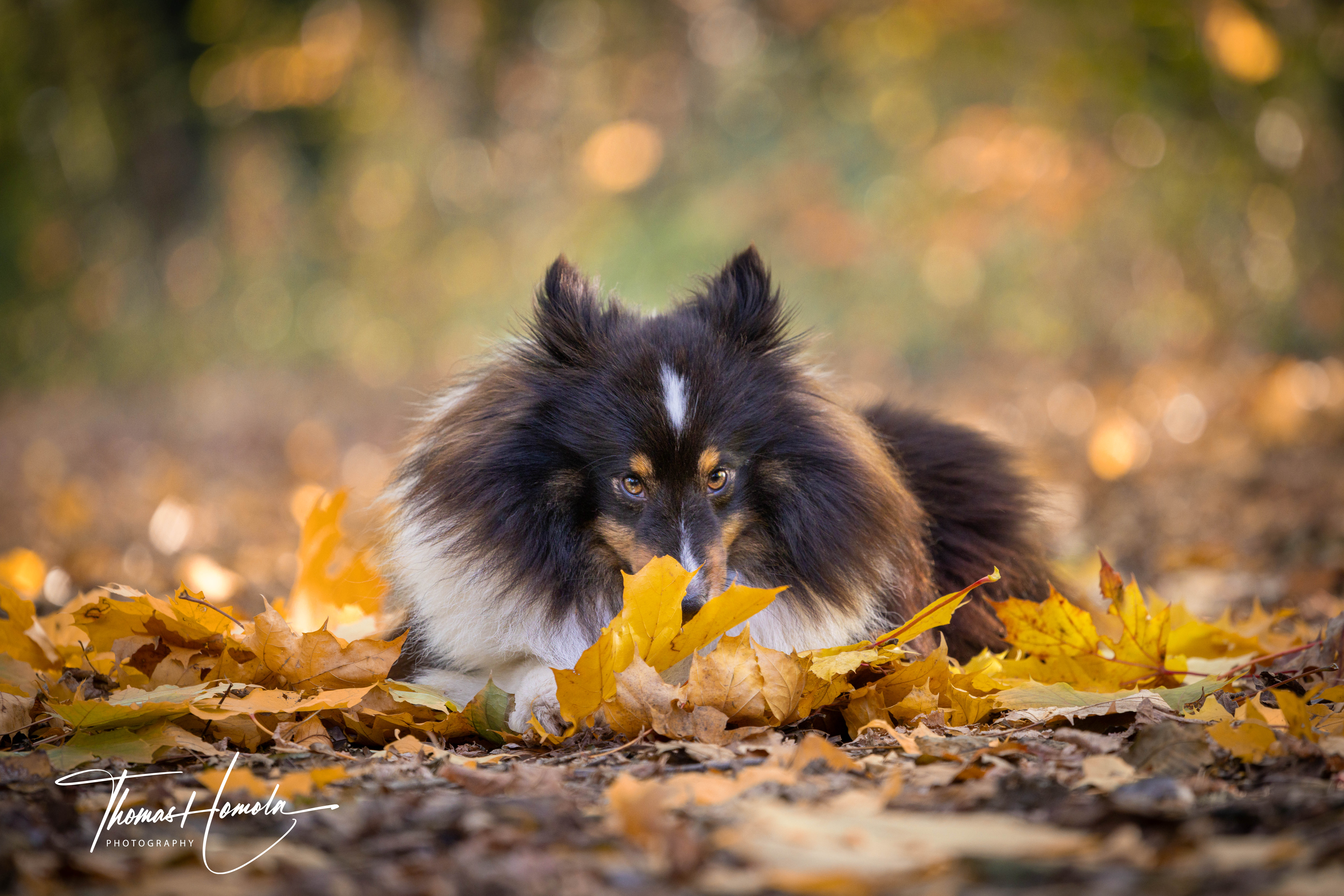Hundefoto Baden im Herbst
