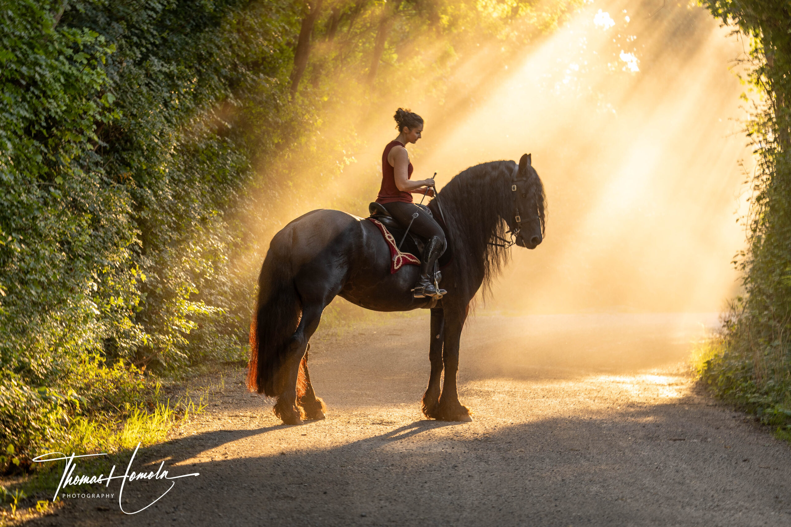 Pferdefoto Sonnenuntergang in Baden