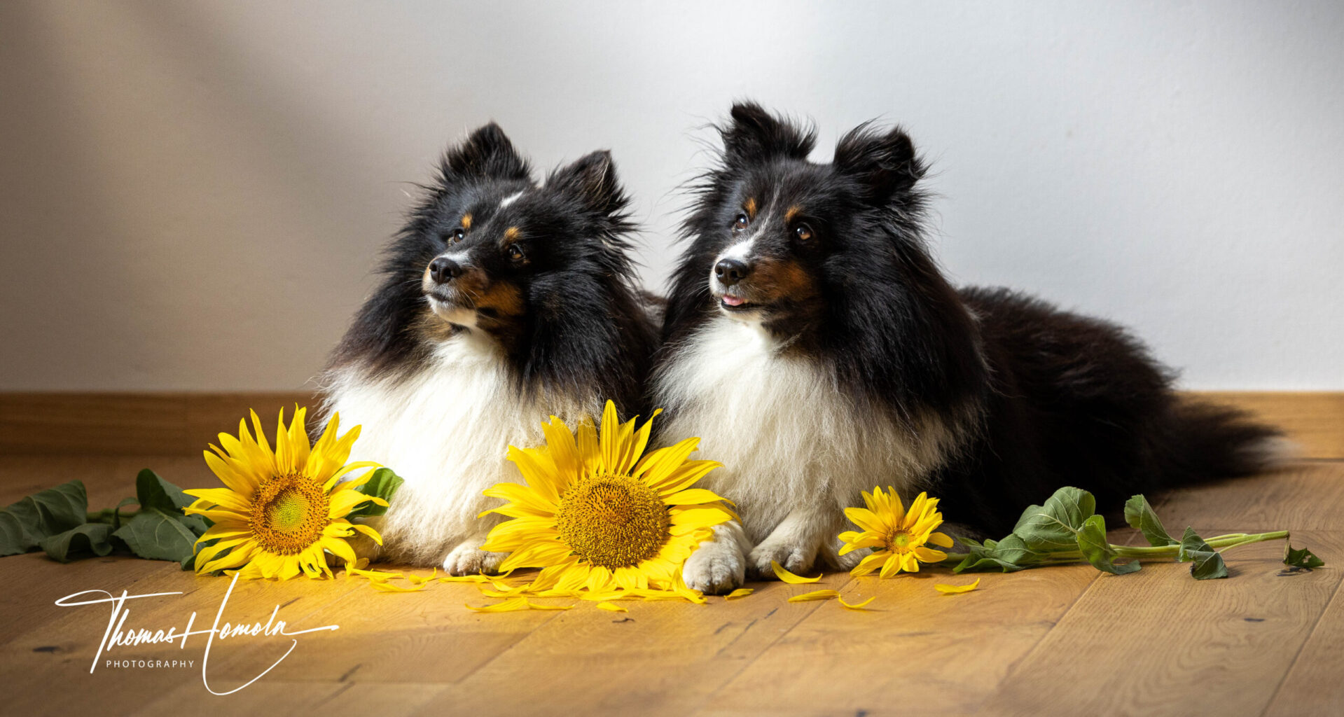 Hundefoto in Baden mit zwei Shelties